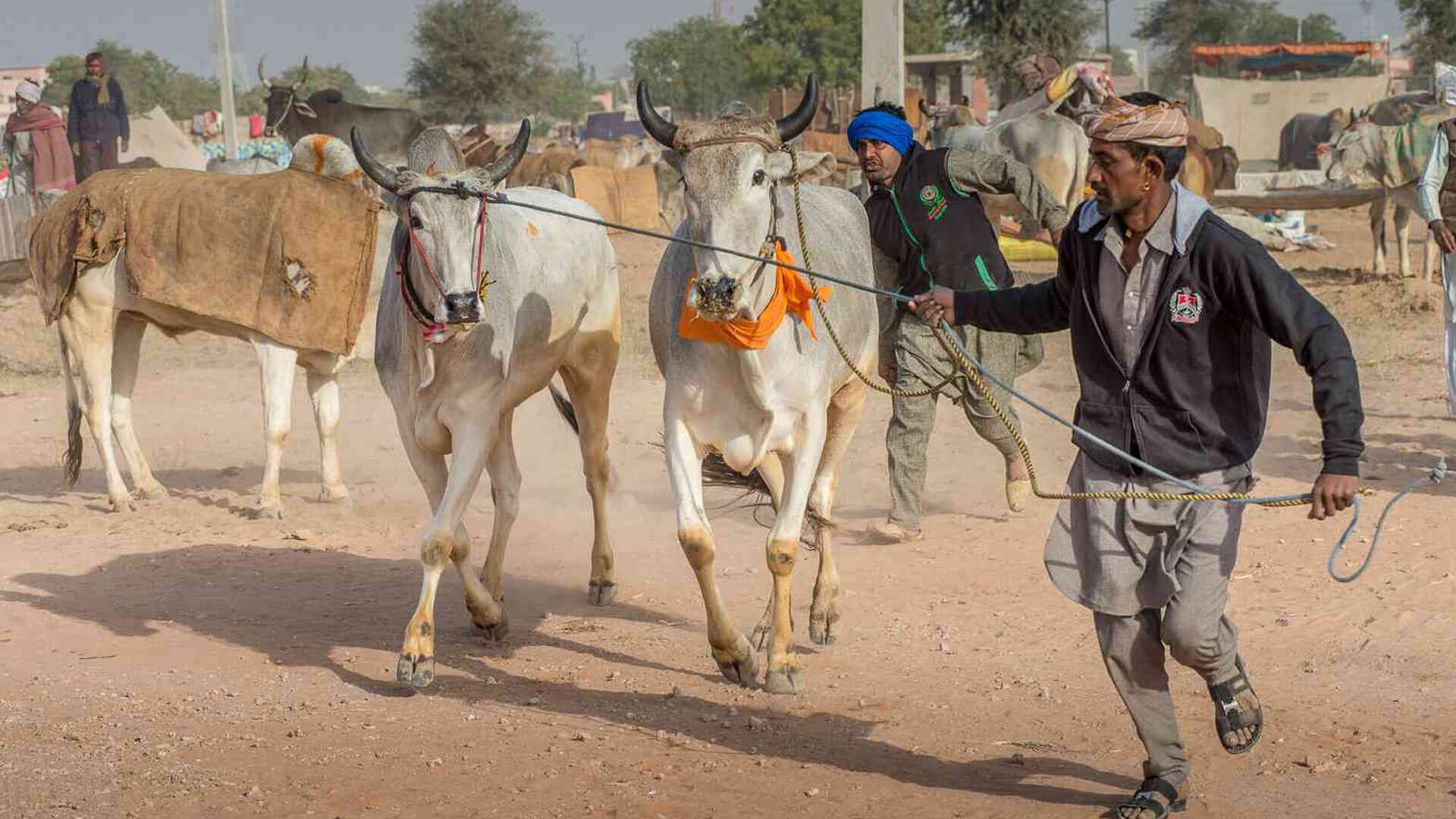 Nagaur Cattle Fair Rajasthan 2025 Date, History, Major Attractions